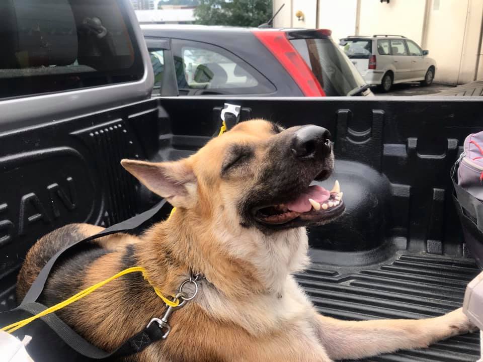 Dennis's German Shepard Major